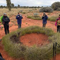 Spinifex grows in circles to contain water and access fresh soil