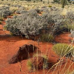 Termite mounds. None of the really big ones like in the NT