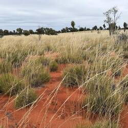 The local Anangu use spinifex to make a resin that is a good glue