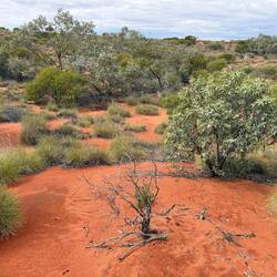 Every plant has a use to the local aborigines