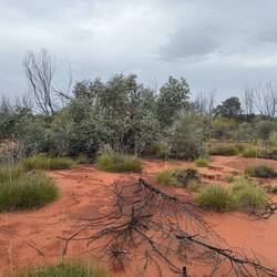 Now starting to see gum trees. This is a blue mallee gum, it doesn't have a trunk