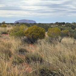 Hello Uluru!