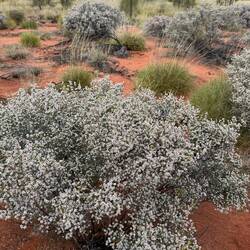Lemon Heath Myrtle bush