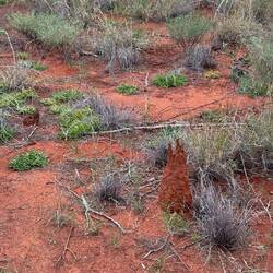 Termites again