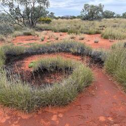 Spinifex spiral
