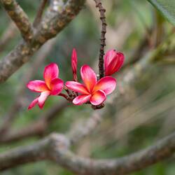 Rote Frangipani