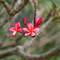 Rote Frangipani