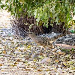 Haben schon wieder ein Bower Bird Nest direkt als Nachbarn