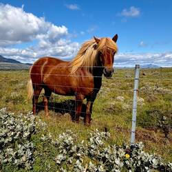die Isländer mögen es nicht, wenn man die Islandpferde Pony nennt