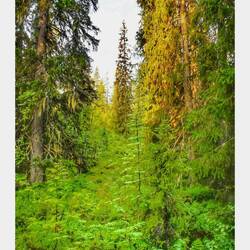 .....und eine märchenhafte Waldlandschaft beginnt