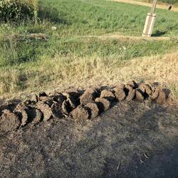 Galette de bouse séchée (combustible)
