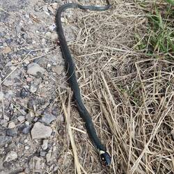 Danish grass snake