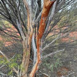 Termites in this bush