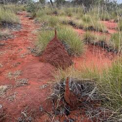 Termites
