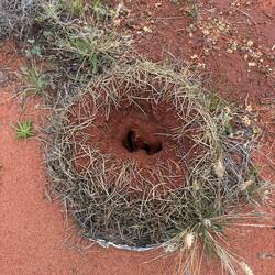Mulga ants nest