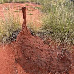 Amazing termites