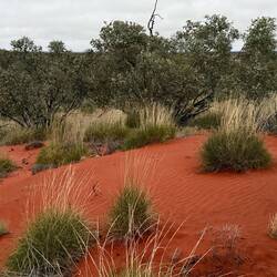 Patterns in the dunes and in the plants