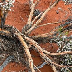 Texture and colours in this lemon heath myrtle are stunning