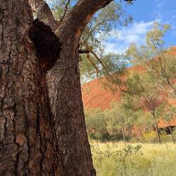 Bloodwood tree