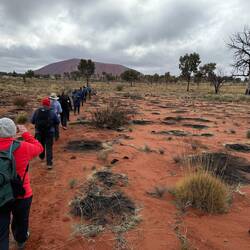 The Anangu burnt this area last week. Each year they burn about 5% of the park