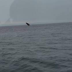 Humpback 🐋