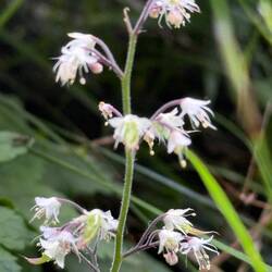 Threeleaf Foamflower