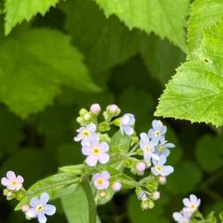 Myosotis