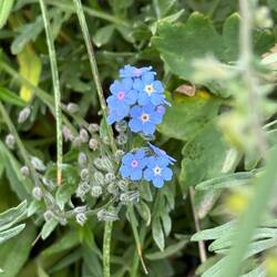 Myosotis