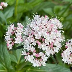 Valeriana Sitchensis