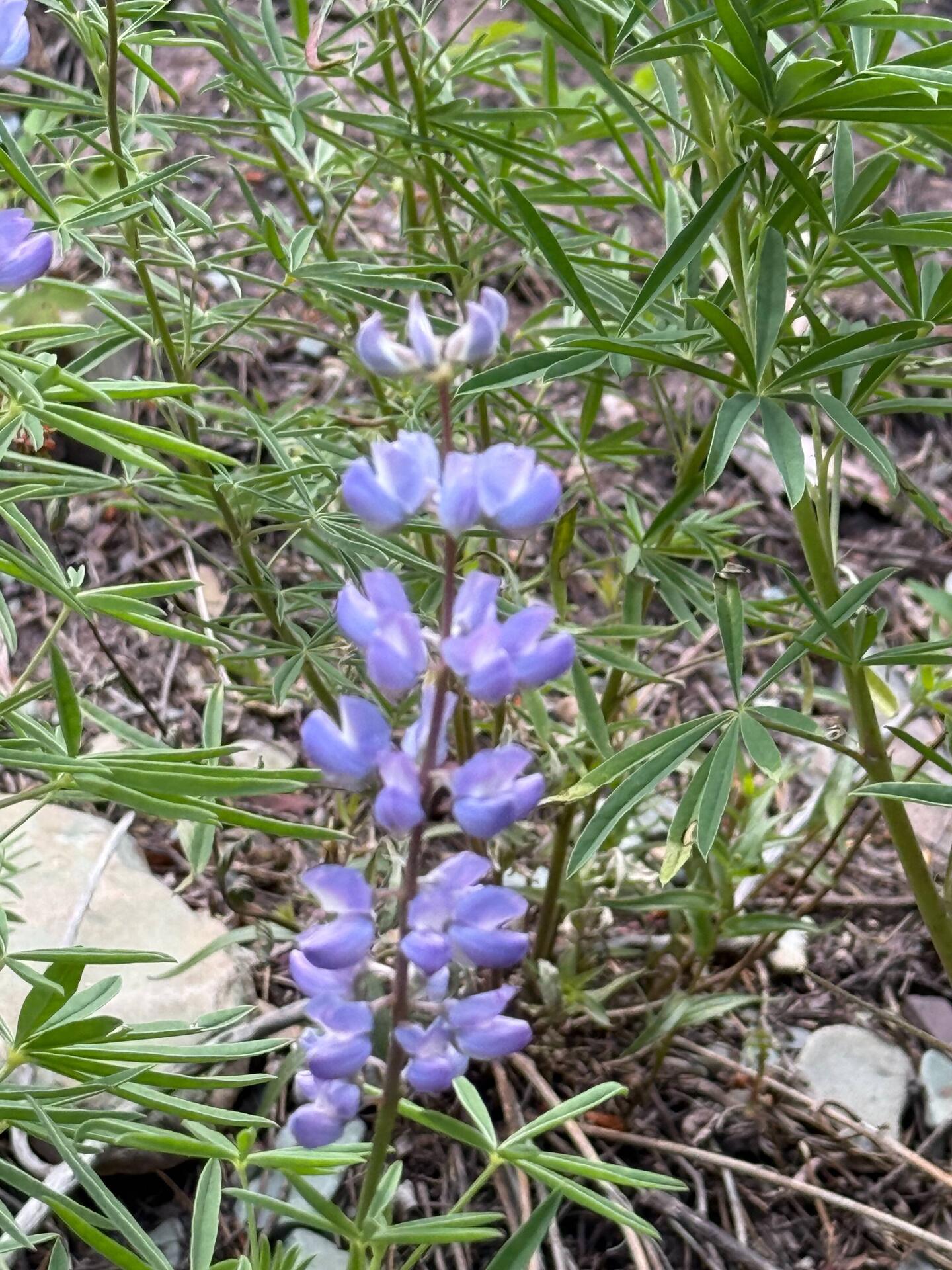 Lupinus Argenteus