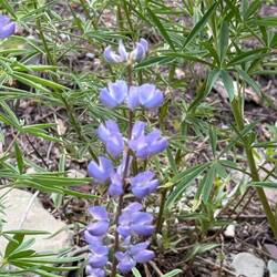 Lupinus Argenteus