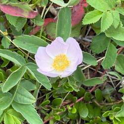 Wild Prairie Rose
