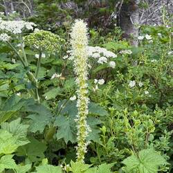 Beargrass