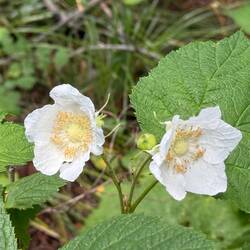 Thimbleberry