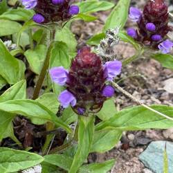 Prunella Vulgaris