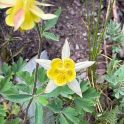 Aquilegia Flavescens