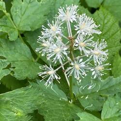 Red Baneberry