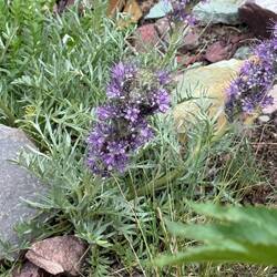 Phacelia Sericea
