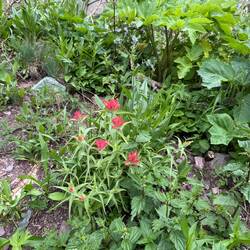 Castilleja
