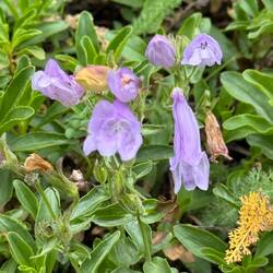 Penstemon Fruticosus