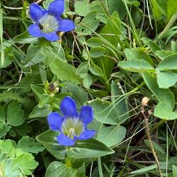 Gentian