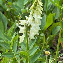 Alpine Sainfoin