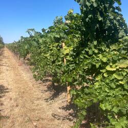 Healthy looking grapes