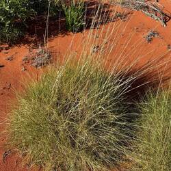 Spinifex