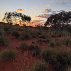 Sunrise through the bush