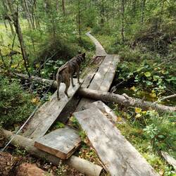 ...alter Weg