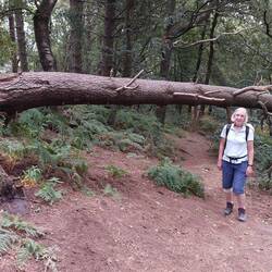 The trail through the woods near Black Rock, on Cromford Moor