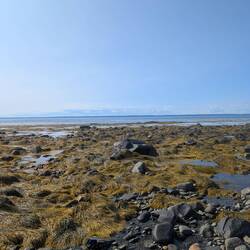 Sea kelp at low tide