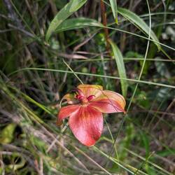 Pitcher plant flower