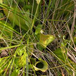 We found a whole grove of pitcher plants in the wetland!